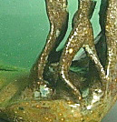 Kelp Passage detail